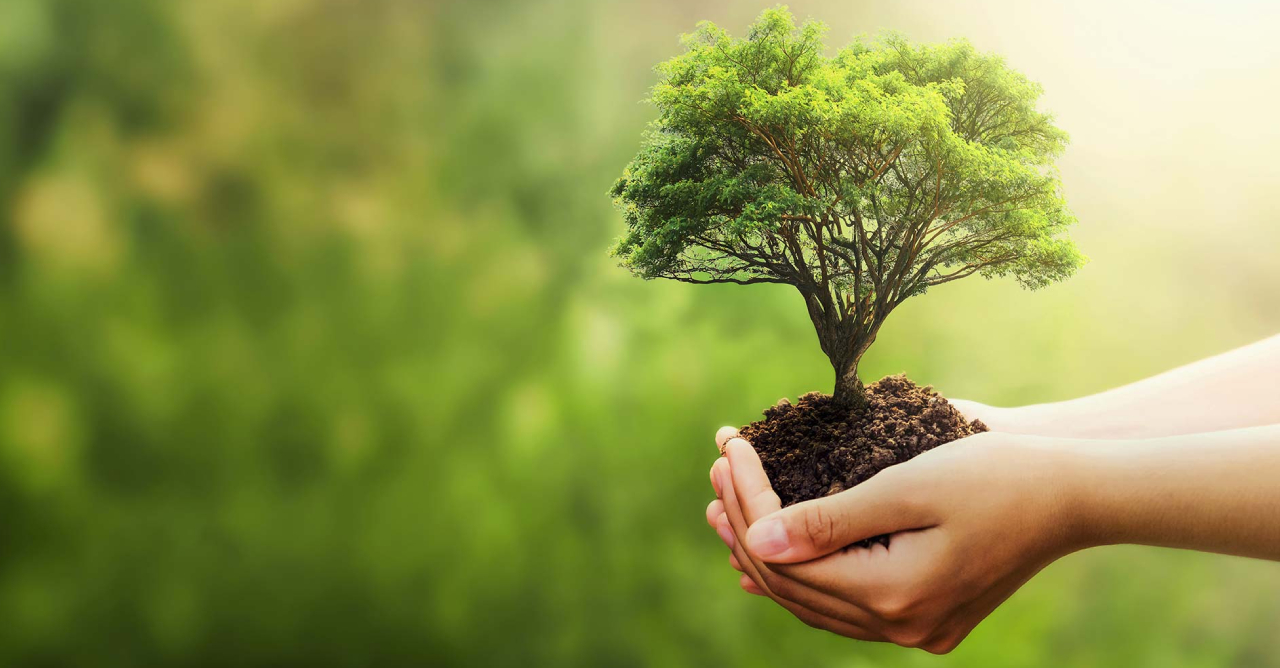 A Importância do Incentivo a Projetos e Estudos sobre a Preservação do Meio Ambiente